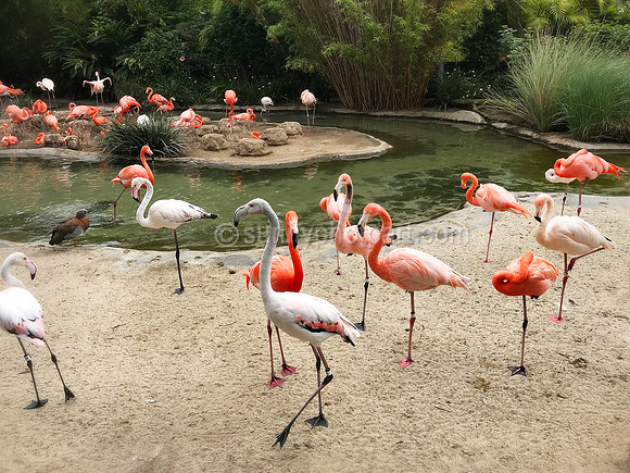 Flamencos, San Diego Zoo, San Diego, CA