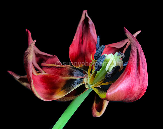 Tulip  No 10
