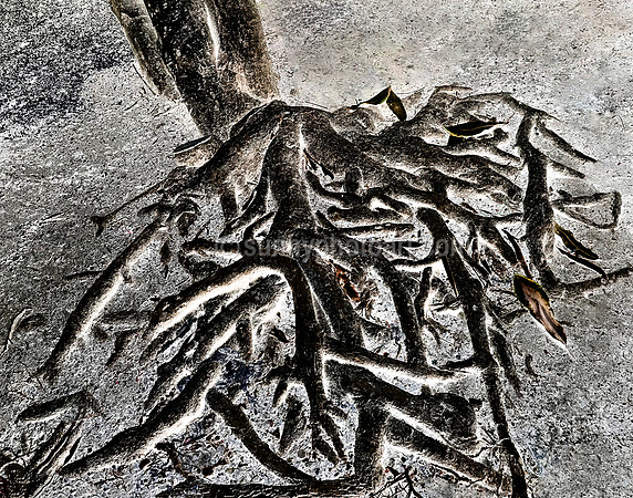 Roots