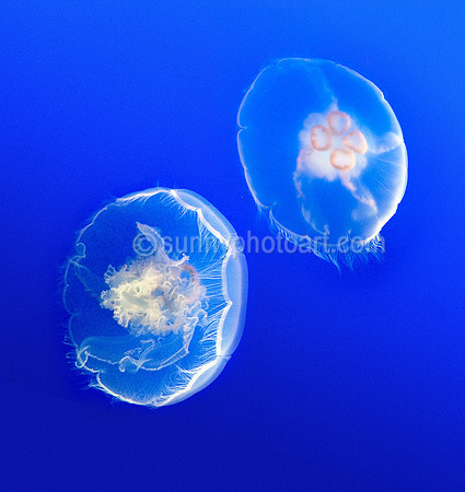 Moon Jelly, Monterey Bay Aquarium, Monterey, CA