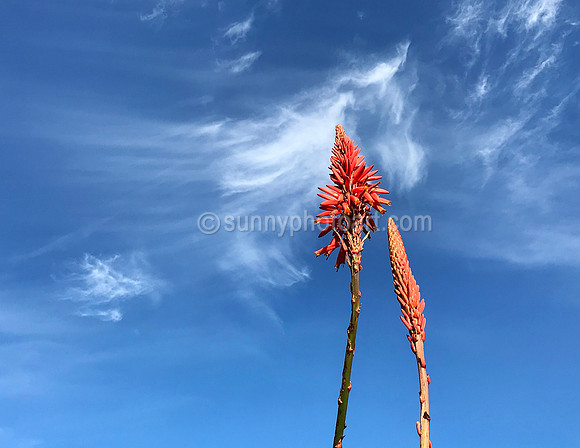 Hope and Aspiration