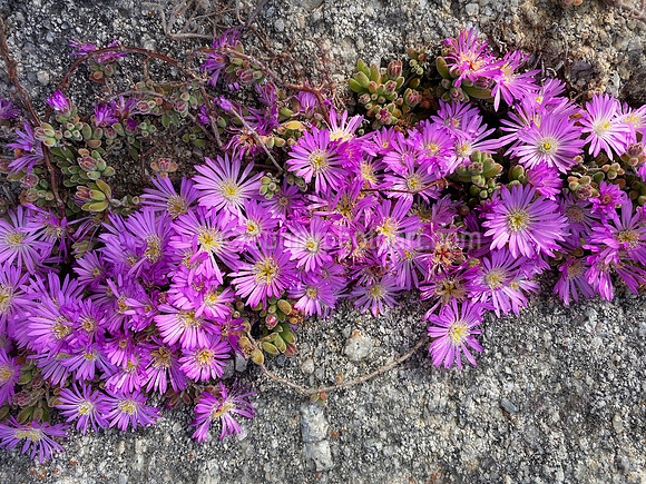 Purple Iceplant
