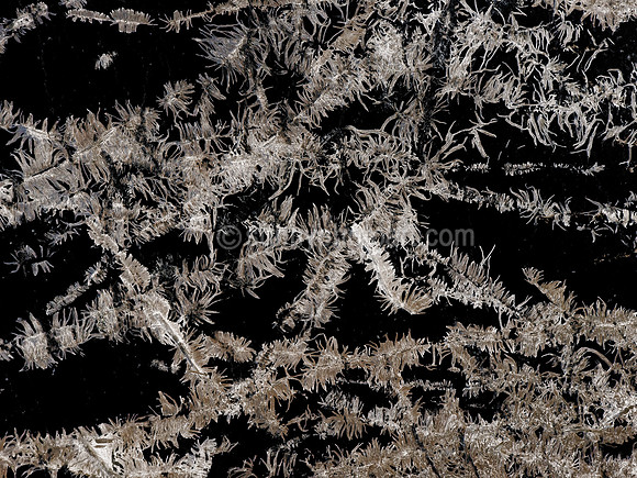 Ivy Footsteps
