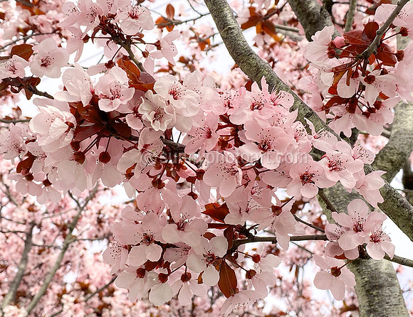 Plum Blossom