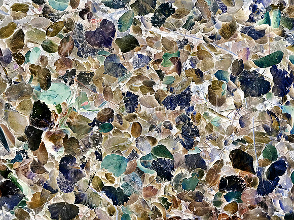 Fallen Leaves