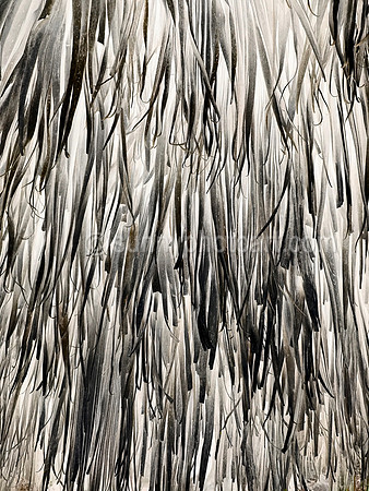 Palm Study No 7