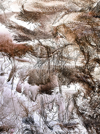 Palm Study No 6