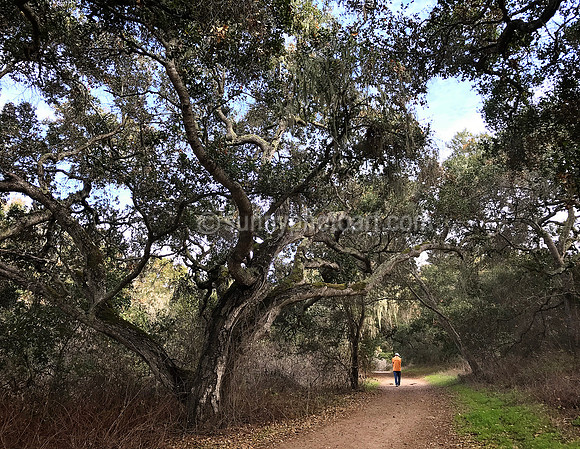 Walk in the Woods
