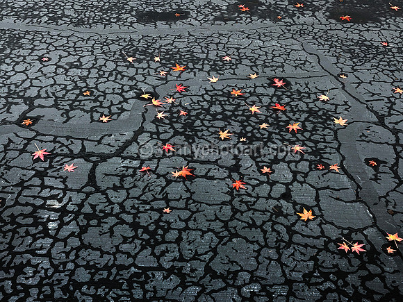 Autumn Stars