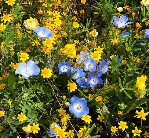 California Wildflowers