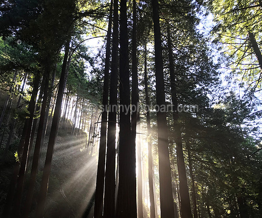 Through Redwood Forest