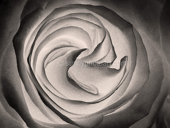 Study of Form No 8