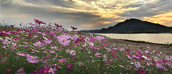 Cosmos Field