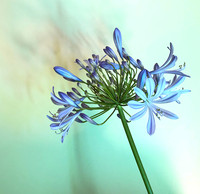 Lily of Nile  No 2