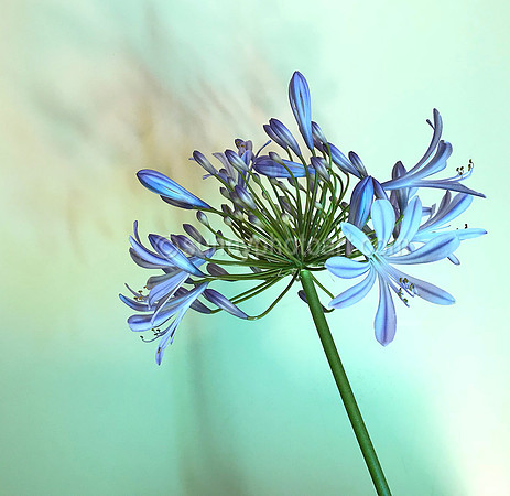Lily of Nile  No 2