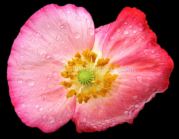Poppy