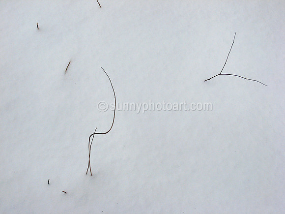 Winter Garden No 8