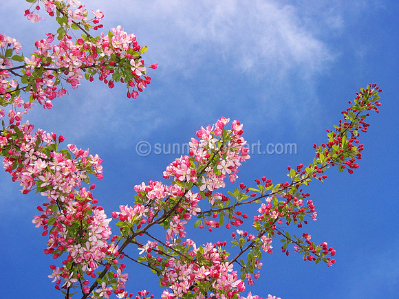 Spring Blossom