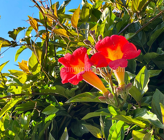 Trumpeters