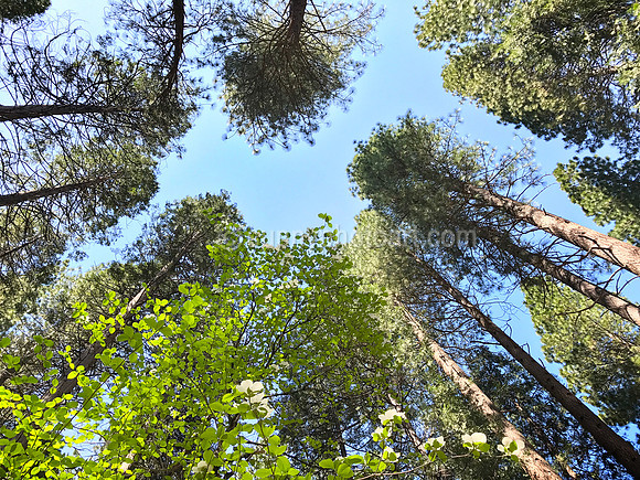 Spring for Twenty Trees