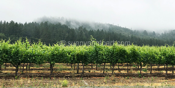 Vineyard