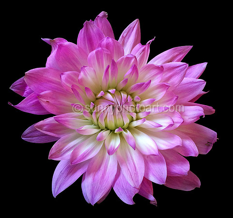 Dahlia