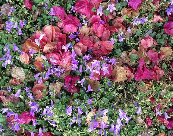 Garden Potpourri