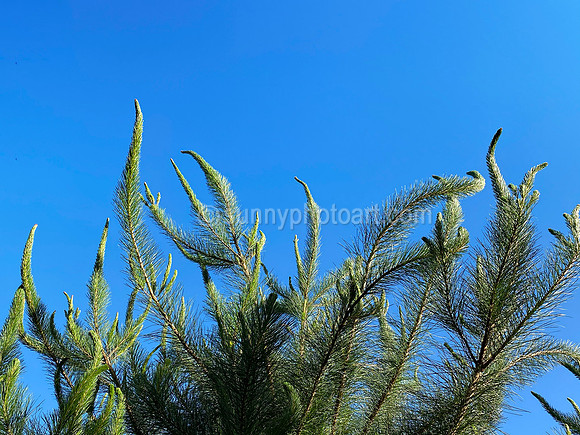 Monterey Pine in April