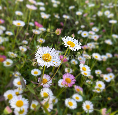 Santa Barbara Daisies