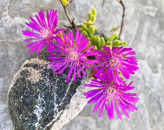 Rock and Bloom