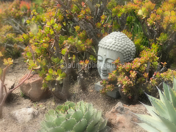 Jade Dream