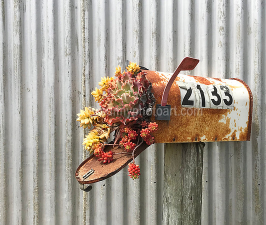 Outgoing Mail, Succulent Garden, Castrovile, CA