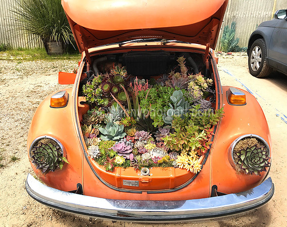 Succulent Folks, Succulent Garden, Castroville, CA
