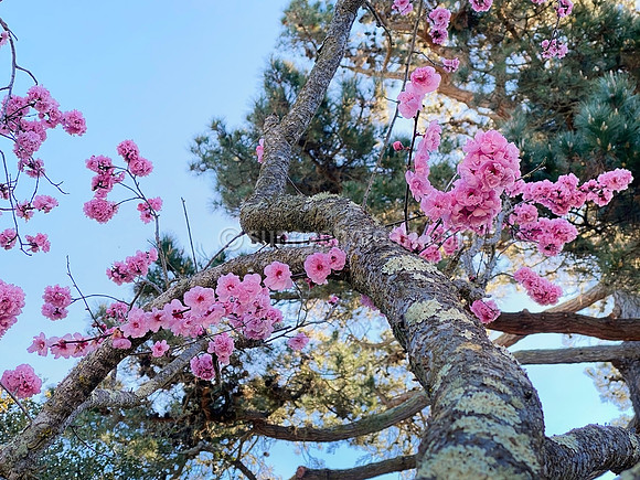 Plum Blossom