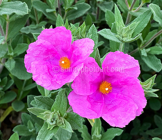 Rockrose