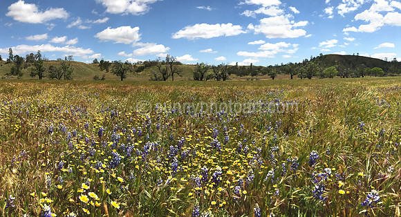 Wild Flower Field