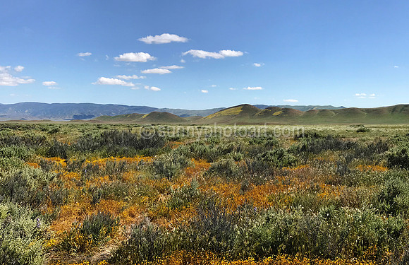 Wild Field, Carrizo Plain National Monument, CA