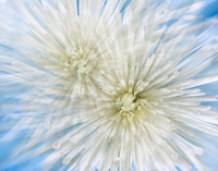 Fireworks in White