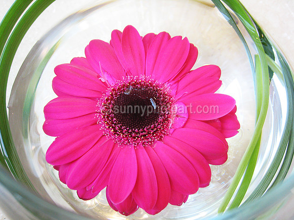 Zinnia in a Cup