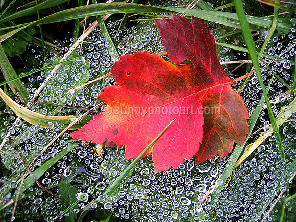 Fall  No  7