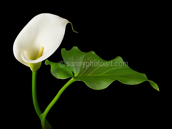 Calla Lily  No 5