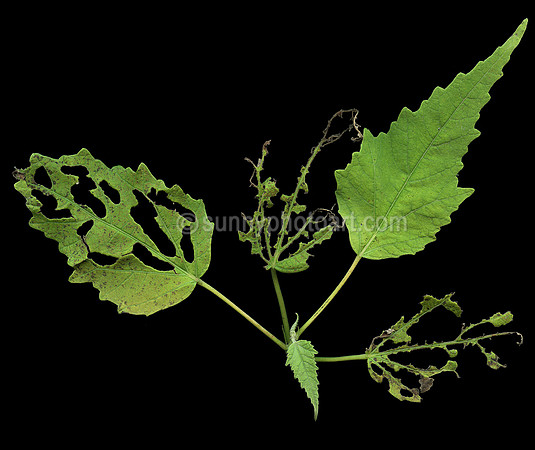 Six Leaves