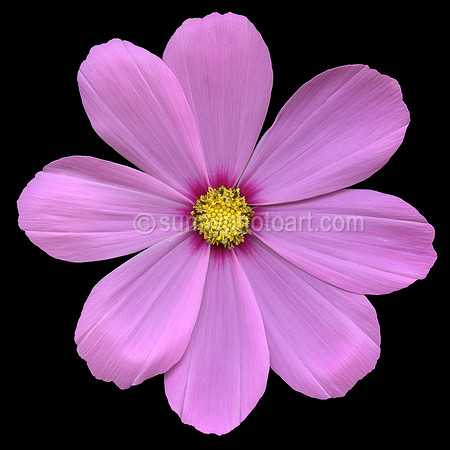 Cosmos