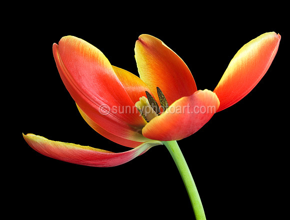 Tulip  No 6