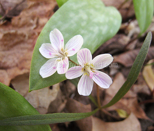 Spring Beauty