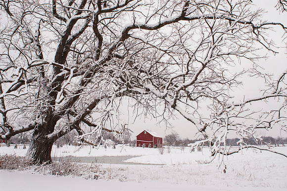 Oak Tree and Barn, Ann Arbor, MI