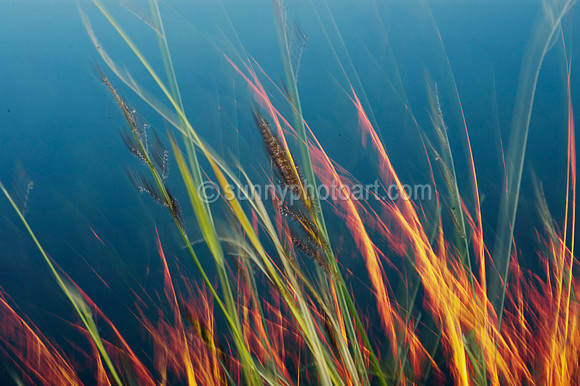 Sunset Grass