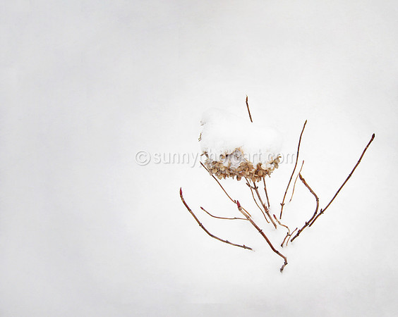 Winter Garden No 14