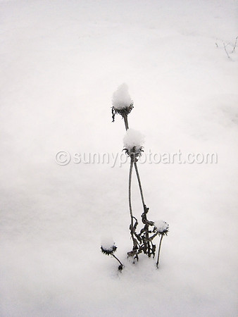 Winter Garden No 11