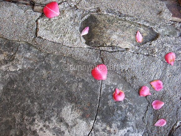 Still Life  No 3